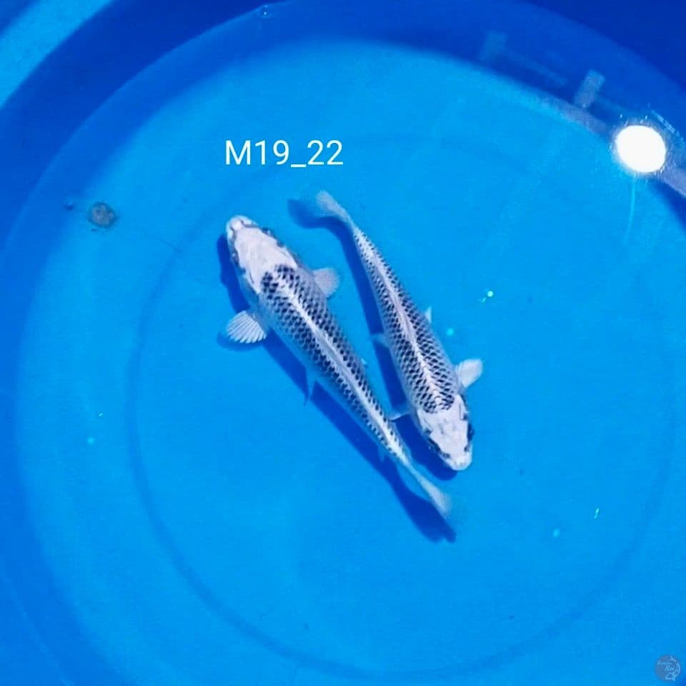 19_22cm