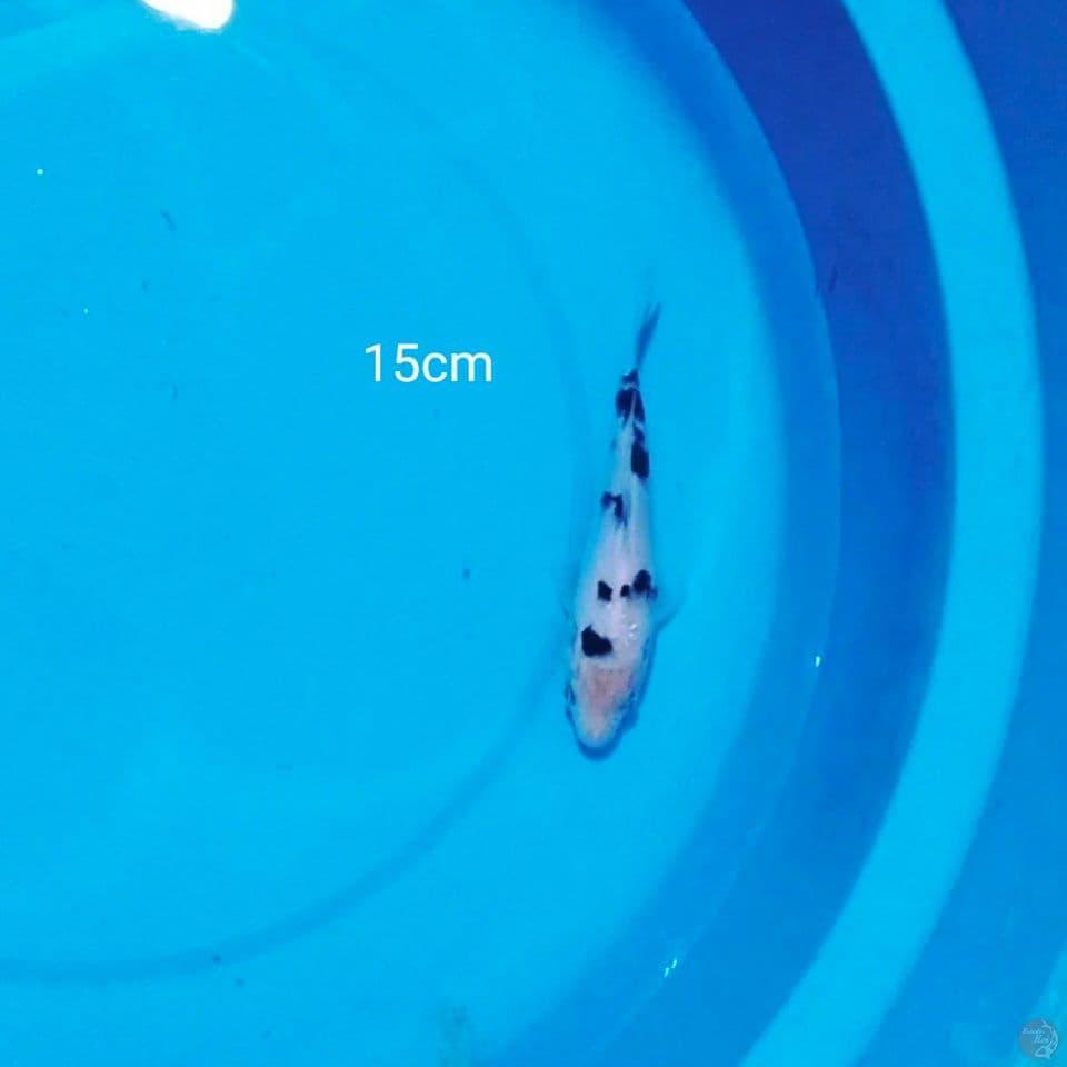 15cm