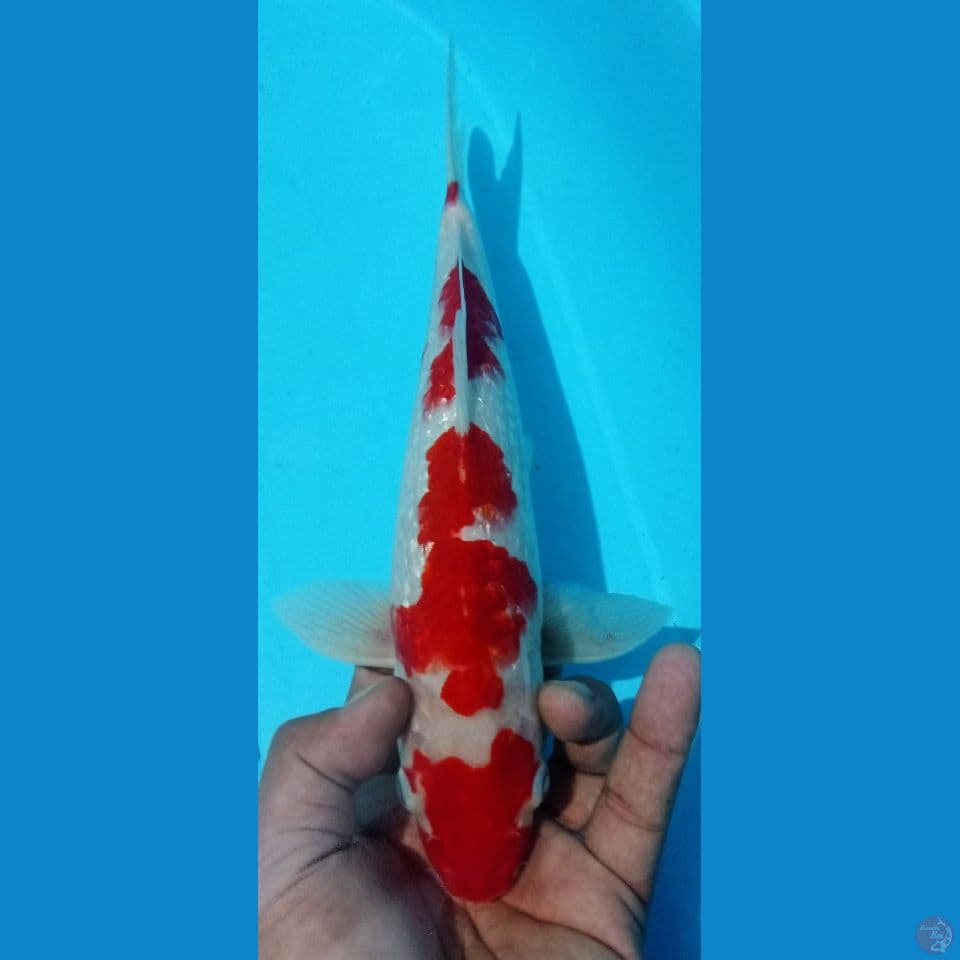 kohaku ginrin 32