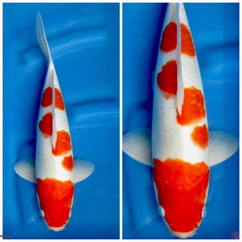 Kohaku f1 sakai 38cm 