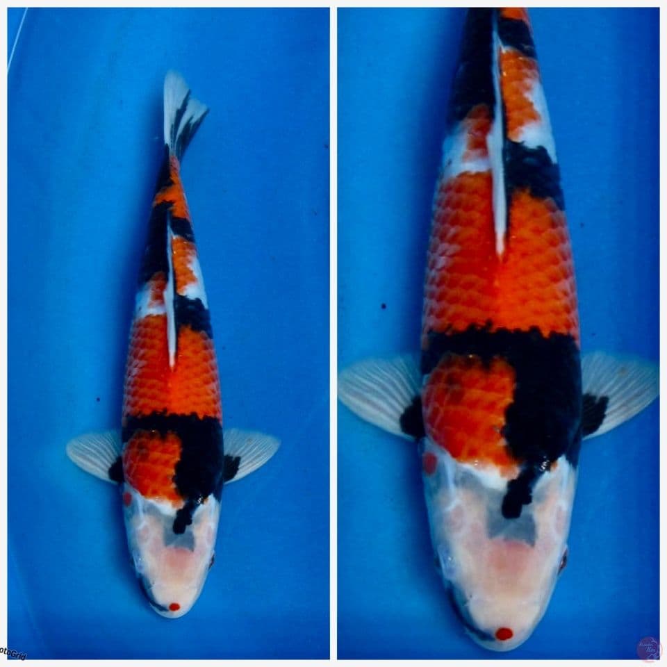 Showa goshu F1 sakai 33cm 