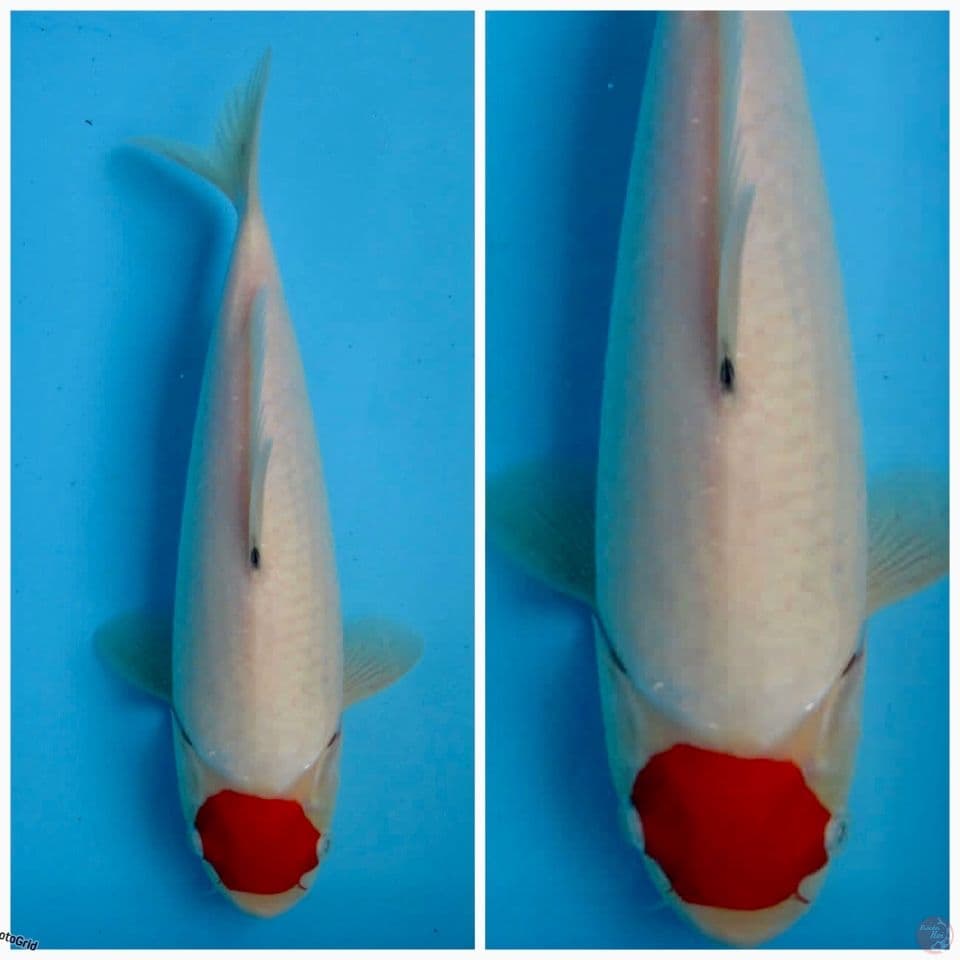 Kohaku F1 sakai Original 32cm 
