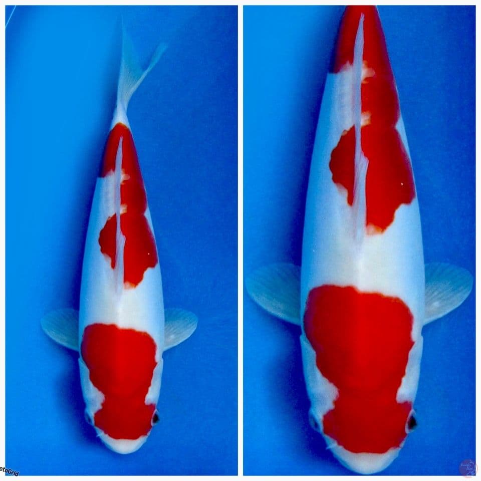 Kohaku F1 doitsu murni 27cm