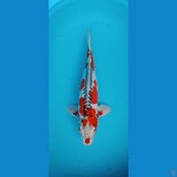 Hikari Moyomono SQ 51 cm Male juara 1 2×