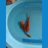 kumpay 27cm
