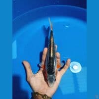 asagi 25cm