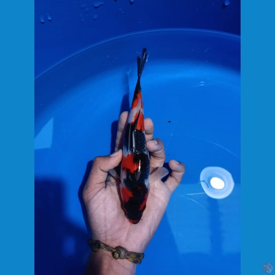 showa sanshoku 23cm