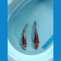 kumpay kujaku 32cm 