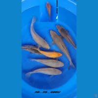SORAMEL Mix BODY TEBAL.  7EKOR BONUS 1EKOR 
