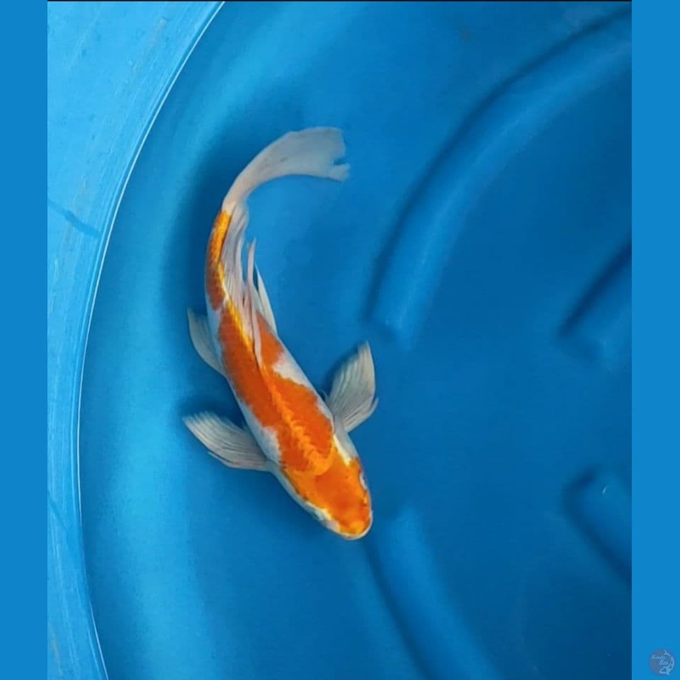 koyo gondrong 35cm