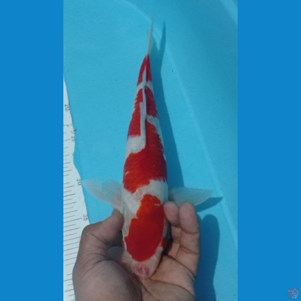 kohaku 32