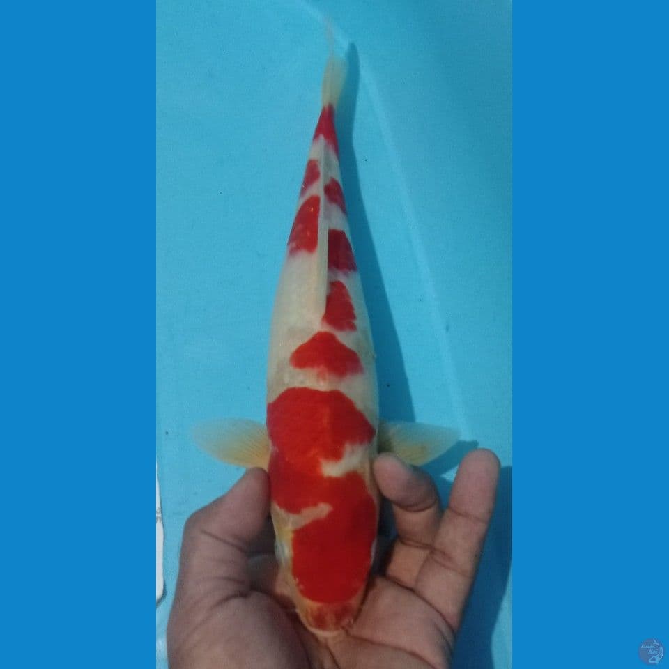 kohaku 32