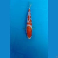 kohaku 21cm