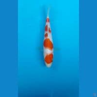 kohaku 17cm