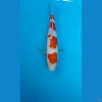 kohaku 22cm