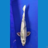 kin shiro 35cm jantan