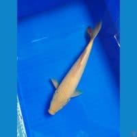 mango 33cm jantan