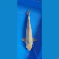 soramel 32cm jantan