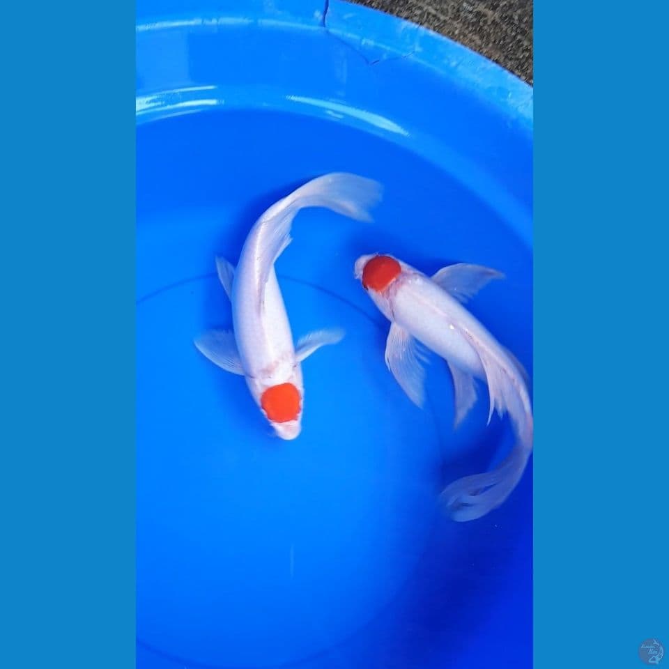 tc kohaku kumpay 35 36cm