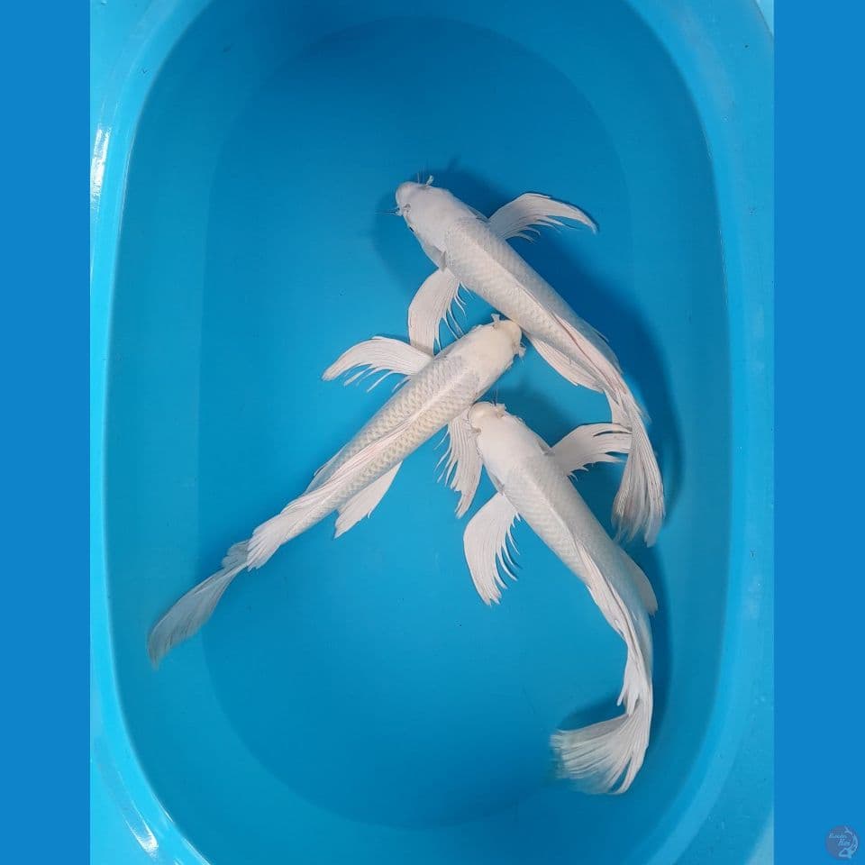 all male 37-38 cm