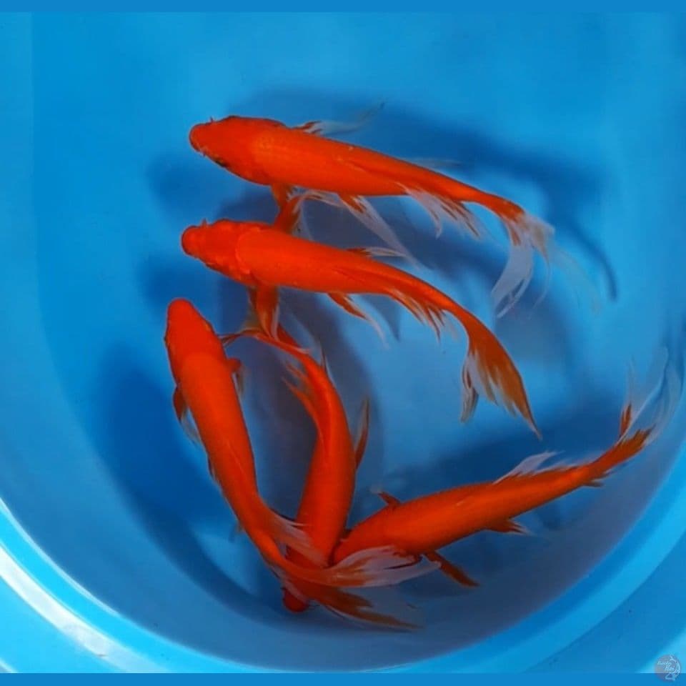 5 ekor 25-29 cm