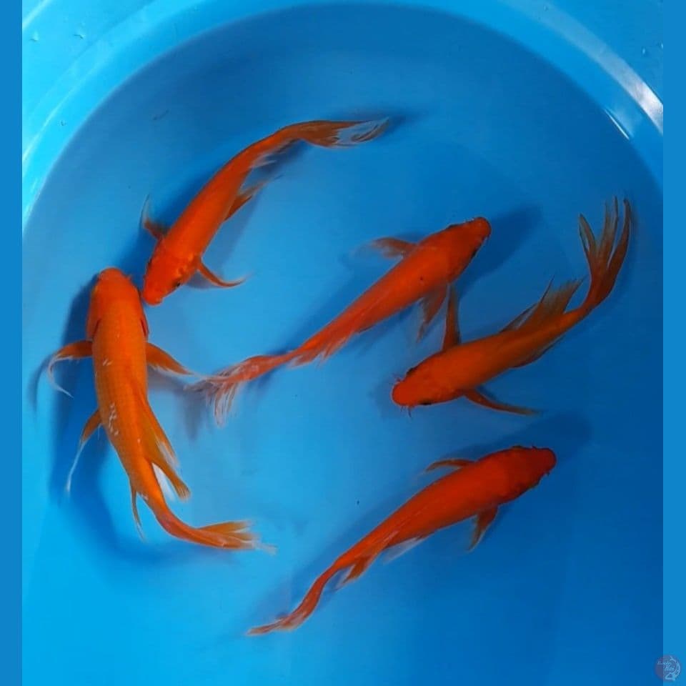 5 ekor kumpay 23-27 cm