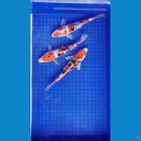 SANKE DOITSU SIZE 22-24 CM