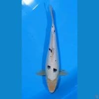 BEKKO 38 CM
