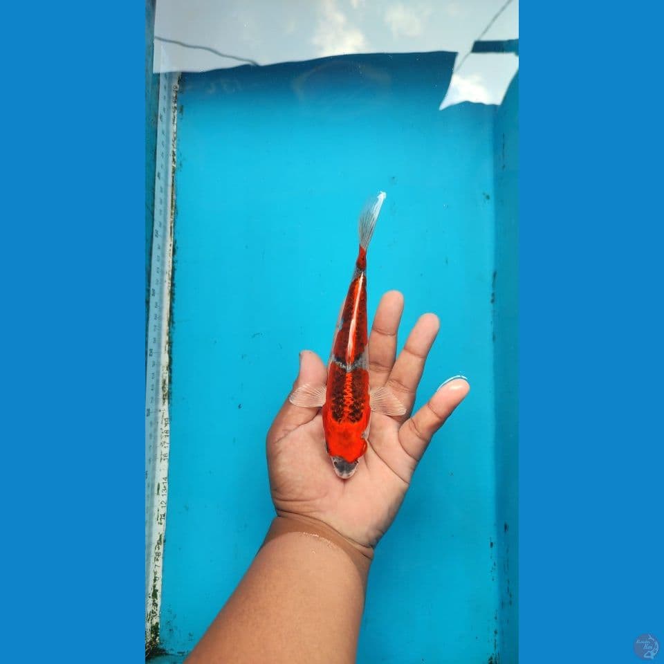 beni gingga 19 cm strong red 