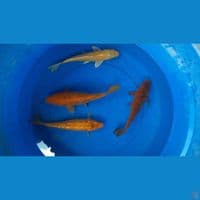 polosan 25-27 cm