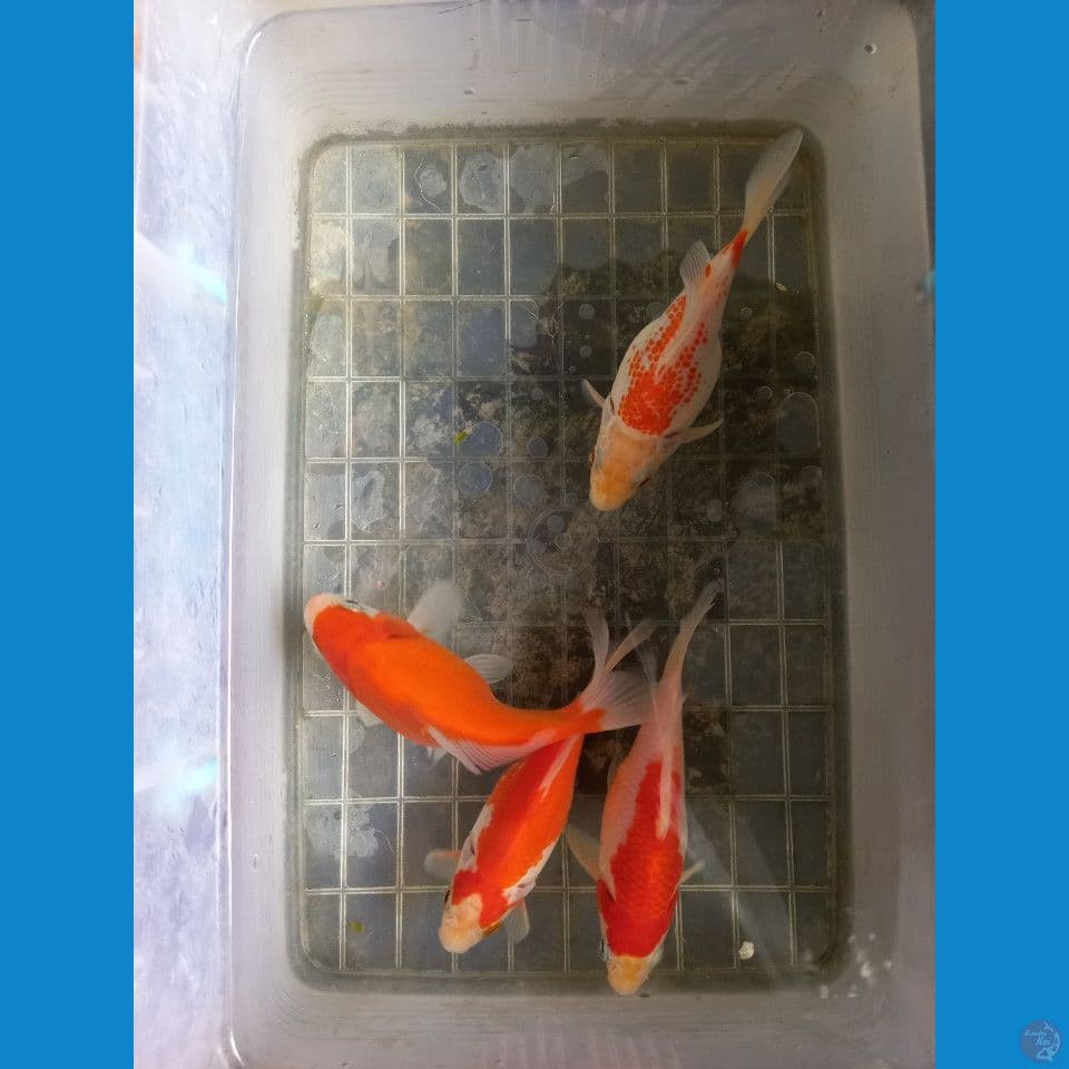tamasaba 13cm