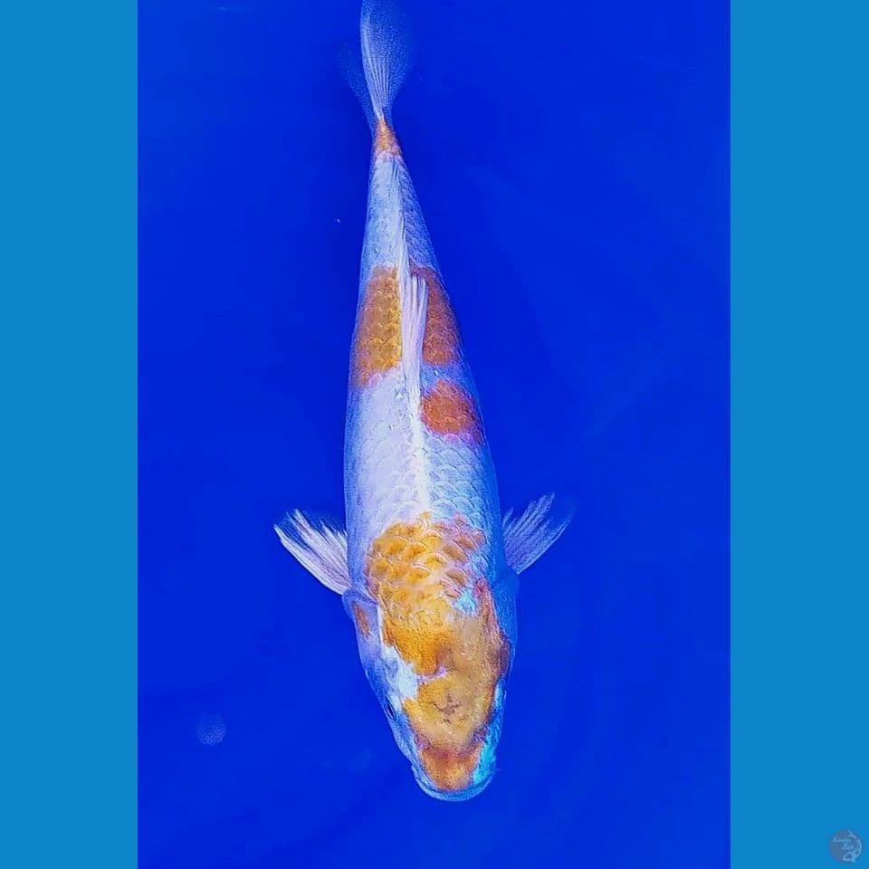 39cm sandan hariwake