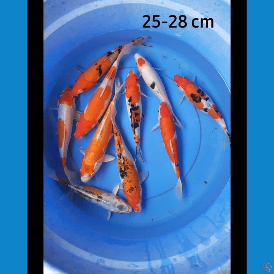 mix 25-28 cm