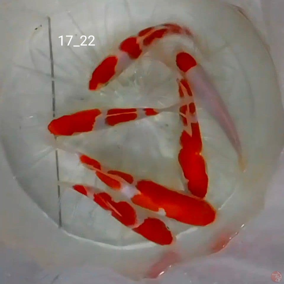 Sq kohaku all male. 17_22