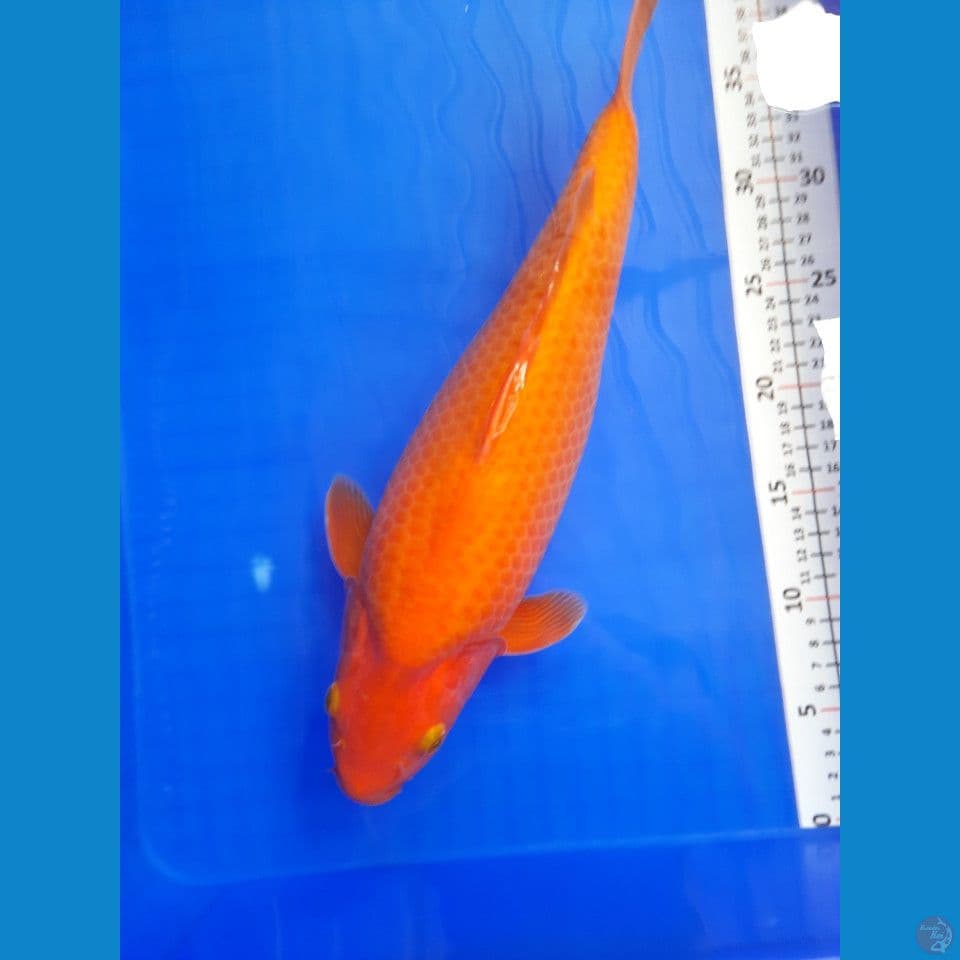 37cm