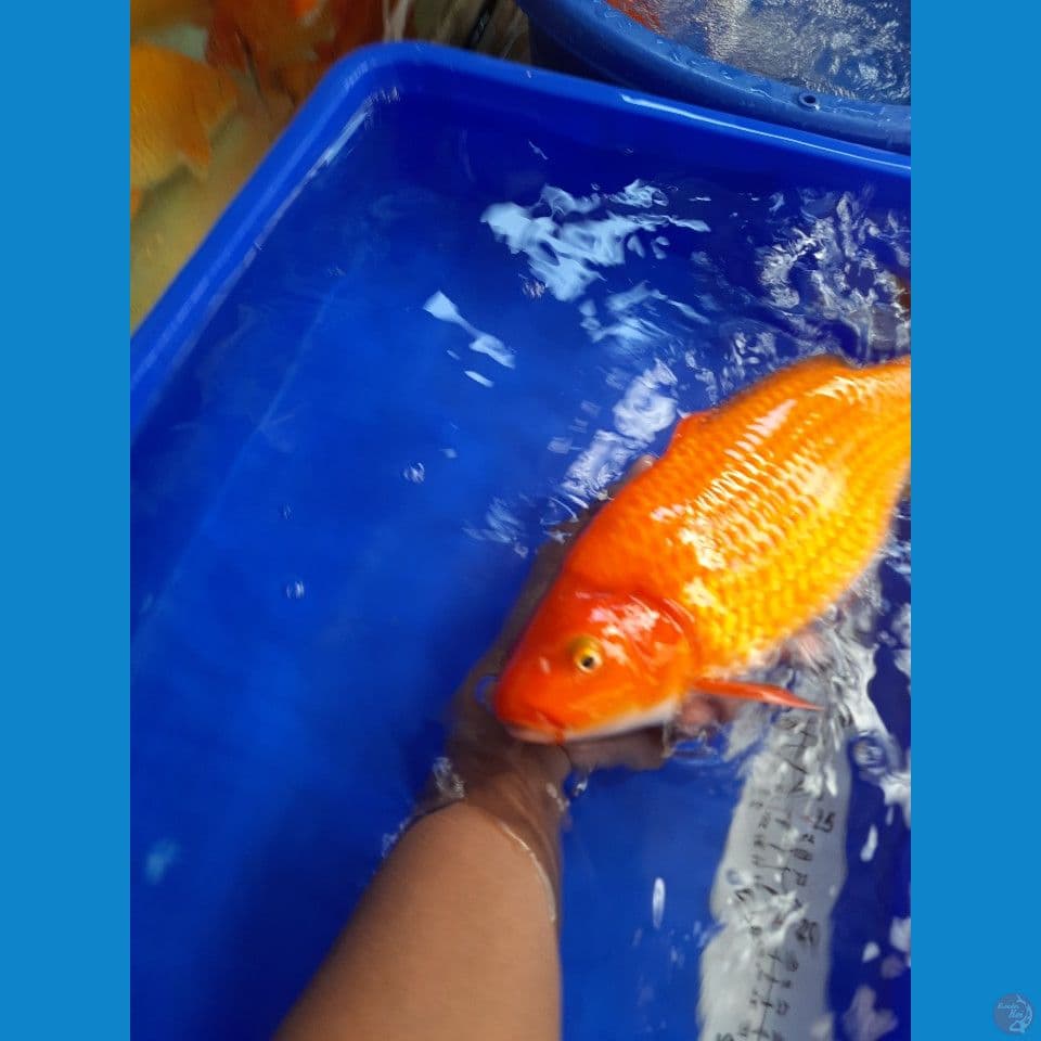 37cm