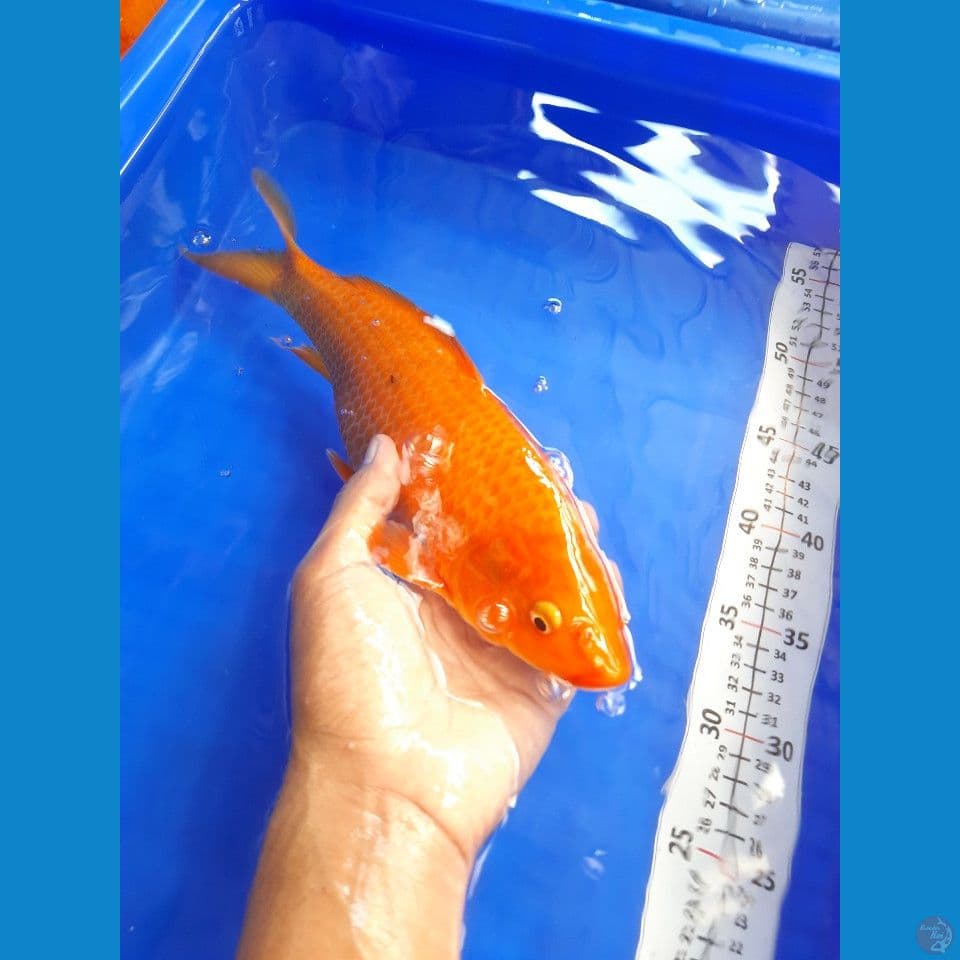 31cm