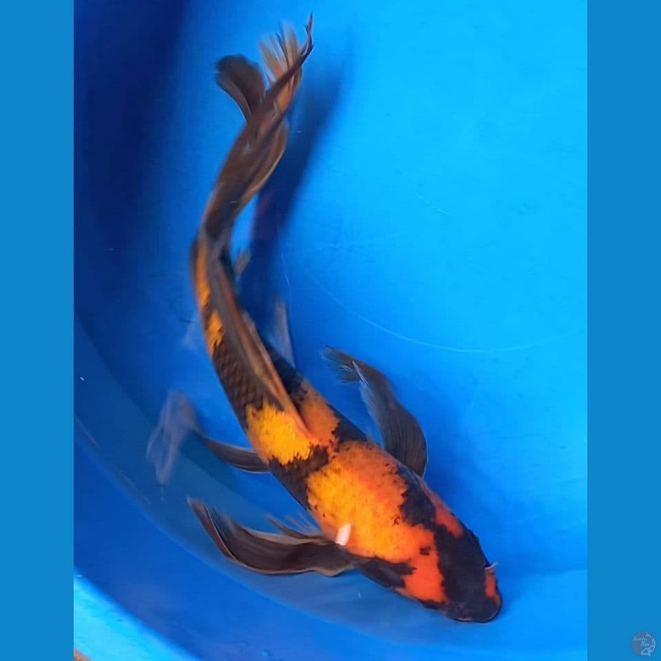 KUMPAI HI UTSURI 39CM