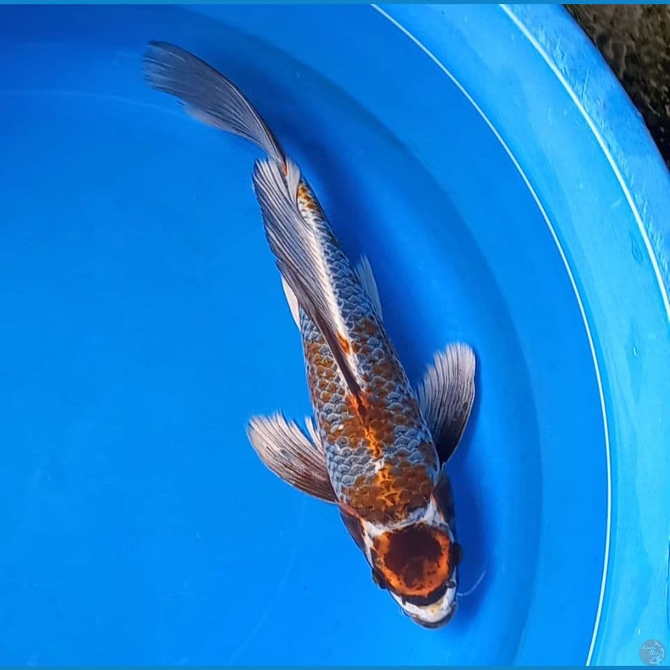 KUMPAI MARUTEN KOGANE 34CM