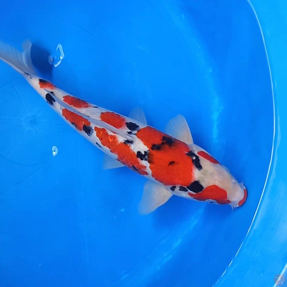 SANKE TSUBOSUMI 35CM MALE 