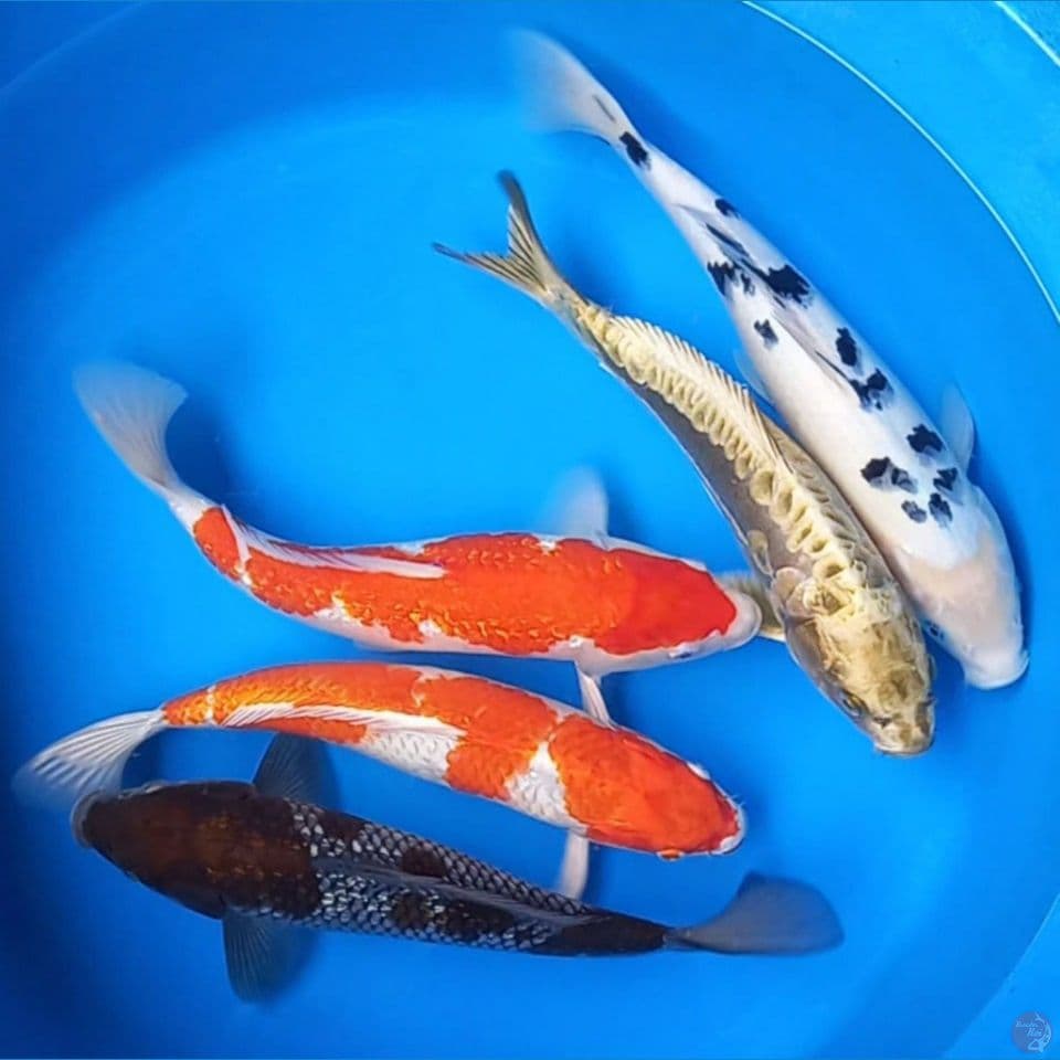SPESIAL MIX 5 EKOR 30-36CM