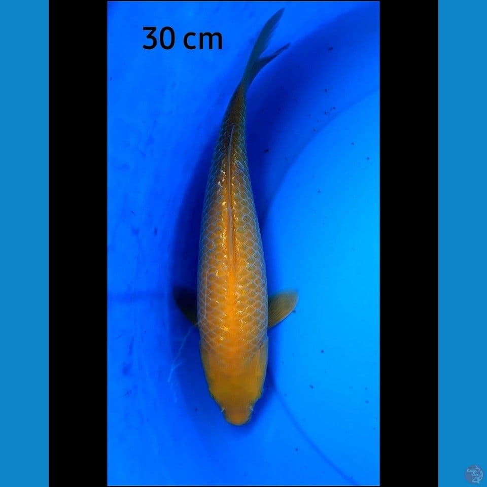 Karashi ginrin 30 cm