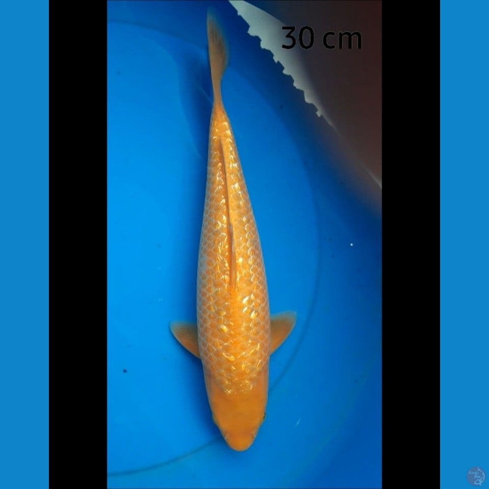 Karashi ginrin 30 cm