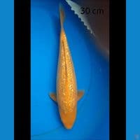 Karashi ginrin 30 cm