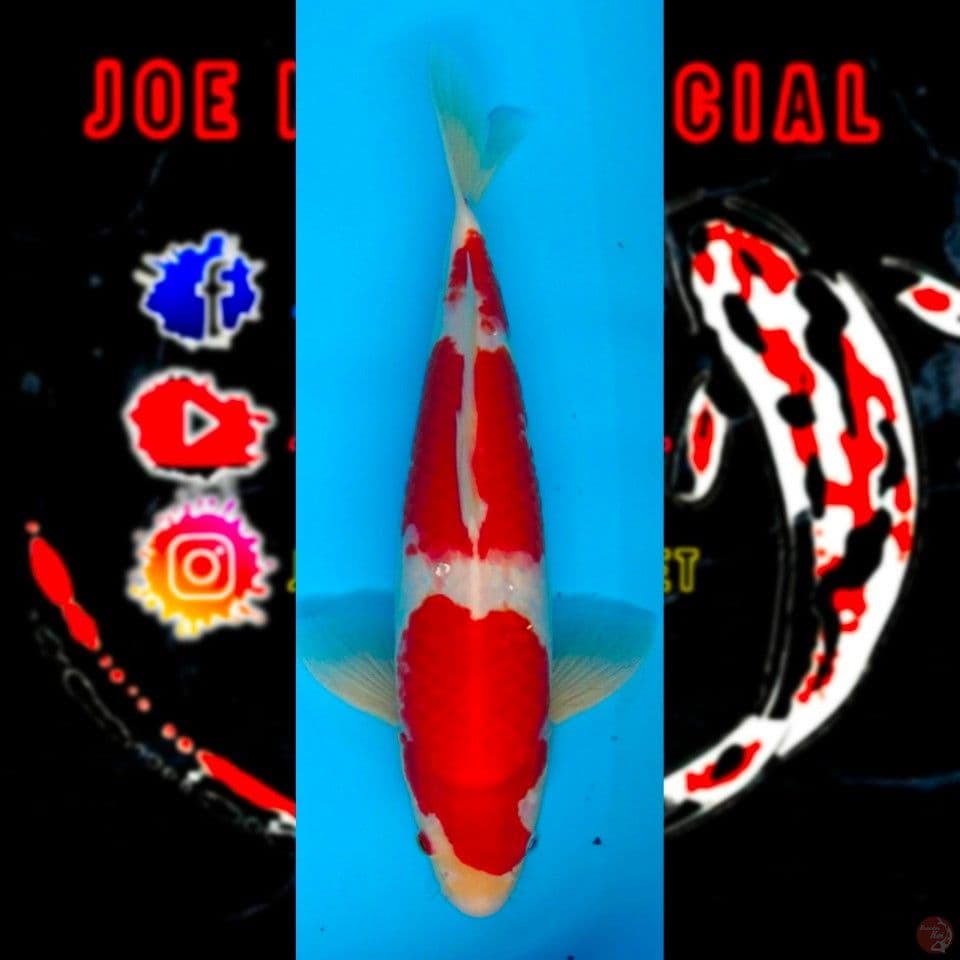 kohaku male 35cm