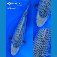 SQ soramel