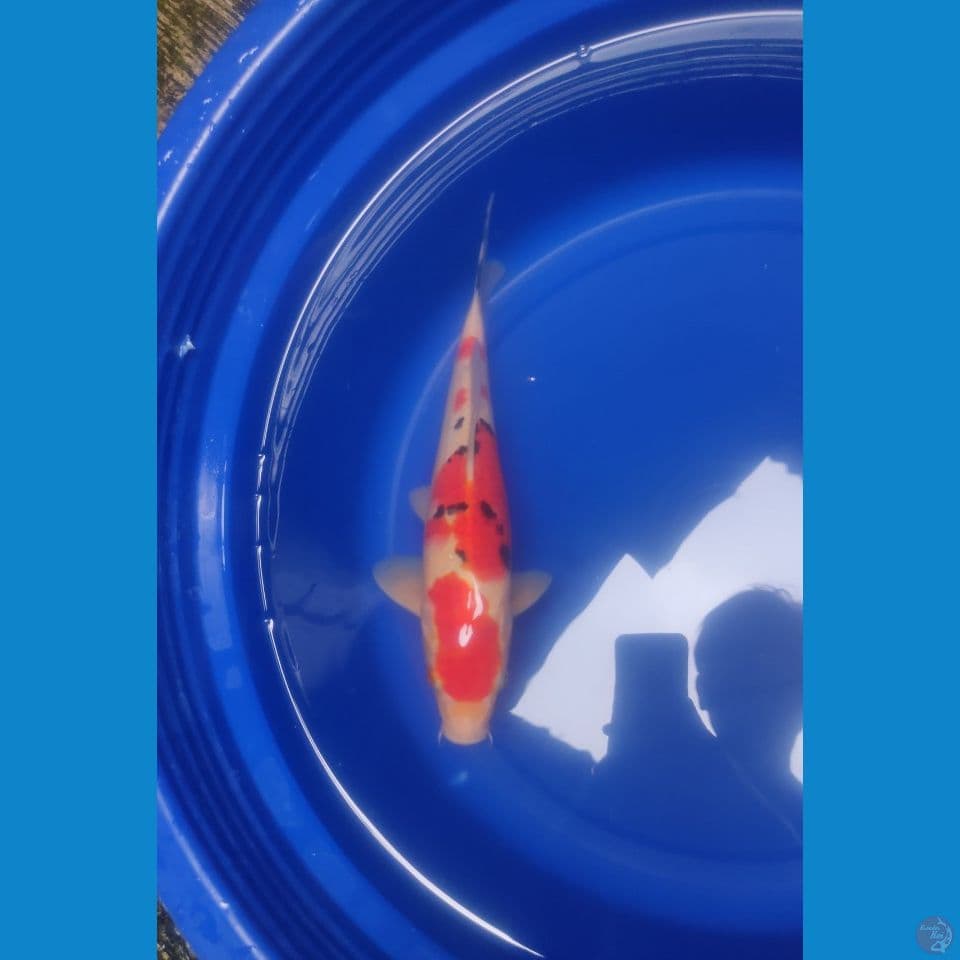 Taisho Sanke HQ Male 31cm™