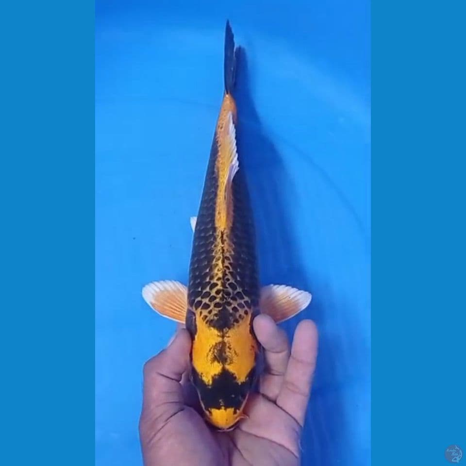 kabuto 34 cm