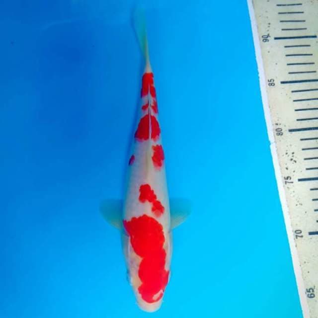 Kohaku