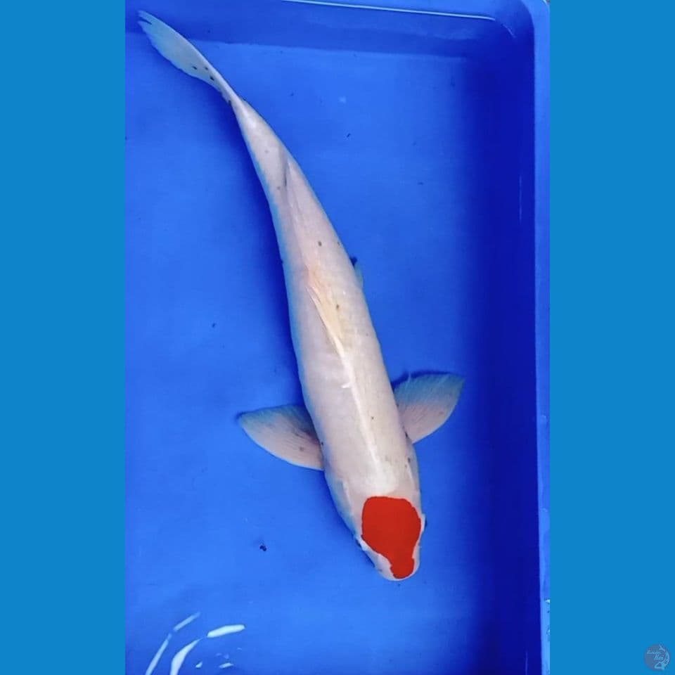 Tancho kohaku orie jantan 55bu